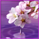 water drop. flowers and leaves. android application logo